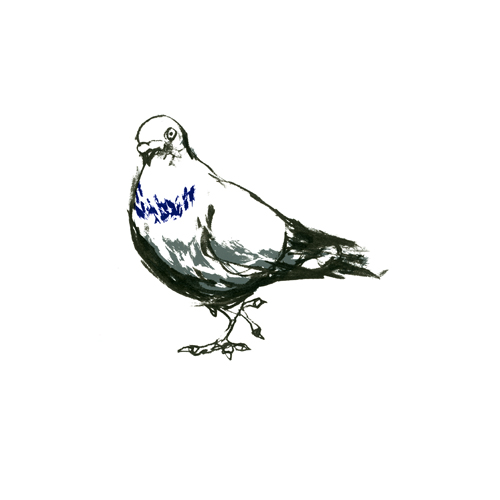 Garnethill Pigeon I, Violet
